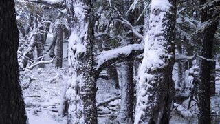 Winter solstice - tranquil winter forest with fresh snowfall | Trending HD Video