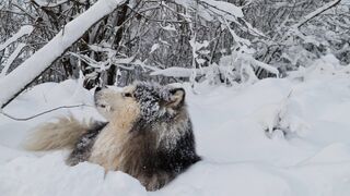 Snow boot - dog lying down in the snow | Trending HD Video