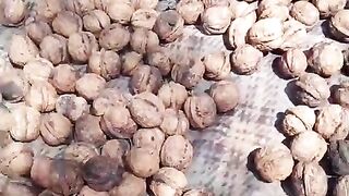 Akhrot in ajk
