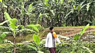 Langkah tenang di pematang sawah ????