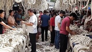 White Snake Market Exposed ???? | World’s Most Dangerous Animal Market? | Shocking Reality 2026