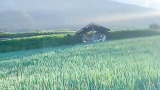 Para petani yang begitu bersemangat berladang di hari yang begitu indah di desa sukomakmur lereng gunung sumbing Magelang Jawa Tengah