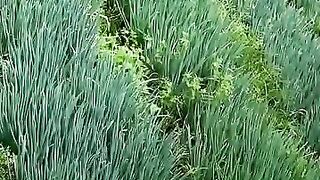 Ladang sayur Sukomakmur yang begitu sempurna keindahannya