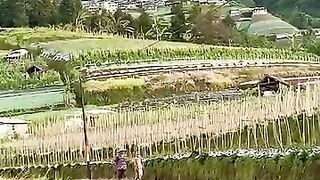 Gambaran hidup dan menua  bersama ketika tinggal di desa yang seindah ini pasti bakalan bahagia banget