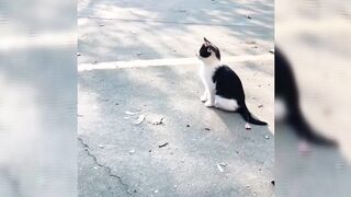 Funny Animal Videos 2026 Part 19 2