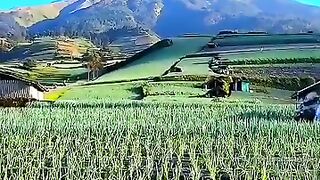 Pemandangan Gunung Sumbing dan perkebunan Daun Bawang #keindahanalam #gunungsumbing