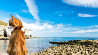 Travelon - id | Trending HD Video 12
