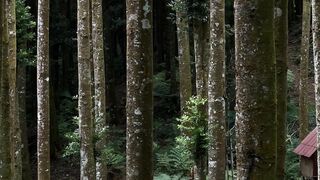 Travelpro - serene camping in lush indonesian forest | Trending HD Video