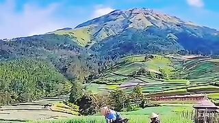 Perkebunan Daun bawang di lereng Gunung Sumbing #keindahanalam #gunungsumbing
