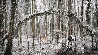 Winter solstice - id | Trending HD Video 21