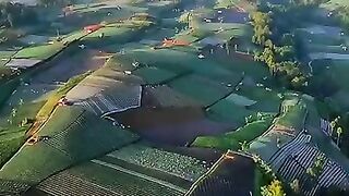 Perkebunan Sayur Mayur yang indah dan luas di Sukomakmur Magelang #negerisayur #sukomakmur #magelang