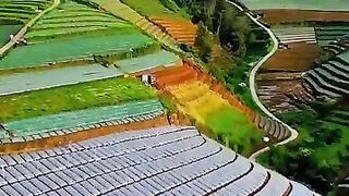 Perkebunan yang indah dan tertata rapi di Lereng Gunung Sumbing #keindahanalam #gunungsumbing