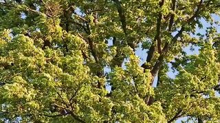 Beautiful nature 245
