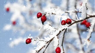 Snow boot - id | Trending HD Video 12