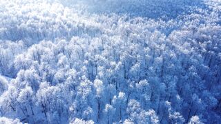 Winter Coat - drone footage of a vast winter forest | Trending HD Video