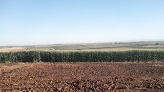 حقول ذورة وانتاج المقرمشات