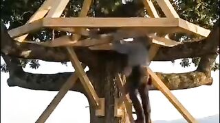 A house built on tree