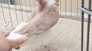 Amazing Pigeon