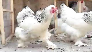 Barahma chicken runs