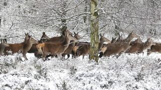 Winter Coat - id | Trending HD Video 21