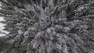 Winter Coat - aerial shot of snowy trees | Trending HD Video