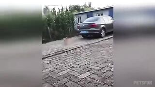 Funny Animal Videos Part 23