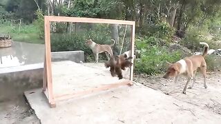 Funny Animal Videos Part 24