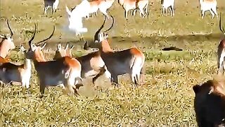 Deer V/S Lion & Tiger #viralshorts #shorts #animalshorts #ytshorts #wildlife #animal #lion #tiger