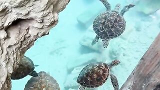 Africa turtles