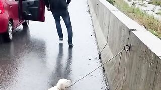 The Kind-Hearted Old Man Who Saved the Tied Dog in the Heavy Rain #dog