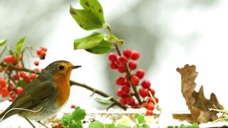 Winter solstice - id | Trending HD Video 26