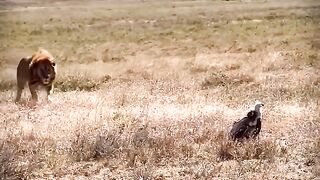 Lion V/S Vulture #viralshorts #viralytshorts #shorts #animalshorts #ytshorts #wildlife #lion #wild 2