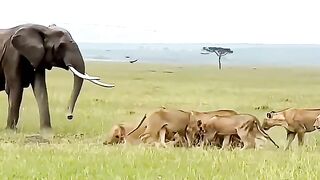 Lion V/S Elephant #viralshorts #viralytshorts #shorts #animalshorts #ytshorts #wildlife #animal