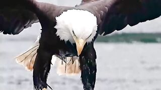 MUST SEE! Insane eagle devours fish whole while flying. #wildlife #birds #eagles