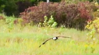 The American Eagle ????#American #eagle #americaneagle #wildlife #hunting