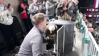 Fly like an Eagle ???? #shorts