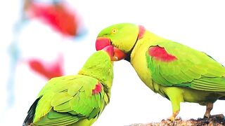 They call this love #wildlife #naturelovers #parrot