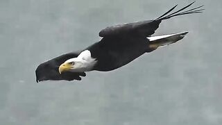 Eagle flys full speed through rain storm, grabs a dying fish from the water and swallows it whole.