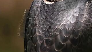 This Bird's Falcon and so beautiful #foryou #viral #animals #birds #shorts