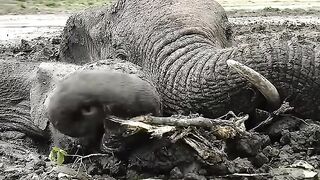 Baby Elephant Refuse to Leave His Mom #viralshorts #viralytshorts #shorts #animalshorts #animal