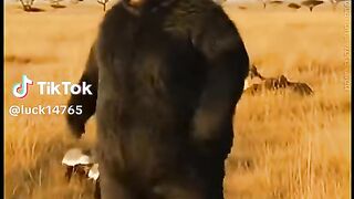 dfddf