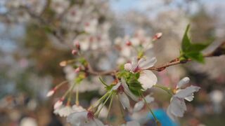 Travelon - serene cherry blossoms in spring bloom | Trending HD Video