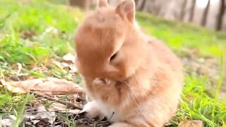 A cute little pet in the countryside #wildlife #naturelovers #rabbit