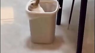 Funny Animal Videos Part 25
