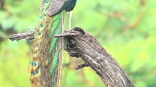 Oh, what a joy! #naturereels #monsoon #peacock #wildlife