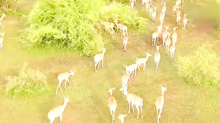A group of restless deer #restless #deer #group #wildlife