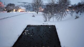 Winter Coat - ducks in the duck pond | Trending HD Video