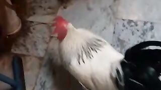 Chargi chargan 2