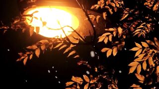 Winter Coat - id | Trending HD Video 25