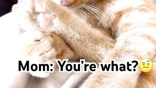 I’m just a Baby #cats #babycat #baby #catlovers